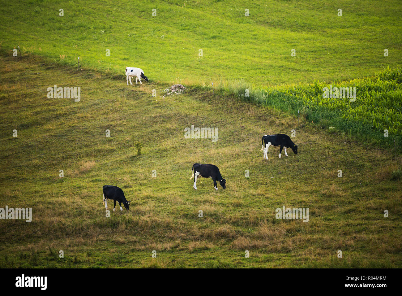 Vacche su campo, polacco paesaggio rurale, in tarda serata la luce dorata. Foto Stock