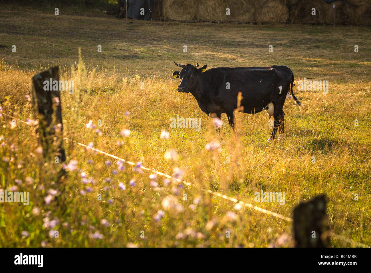 Vacche su campo, polacco paesaggio rurale, in tarda serata la luce dorata. Foto Stock