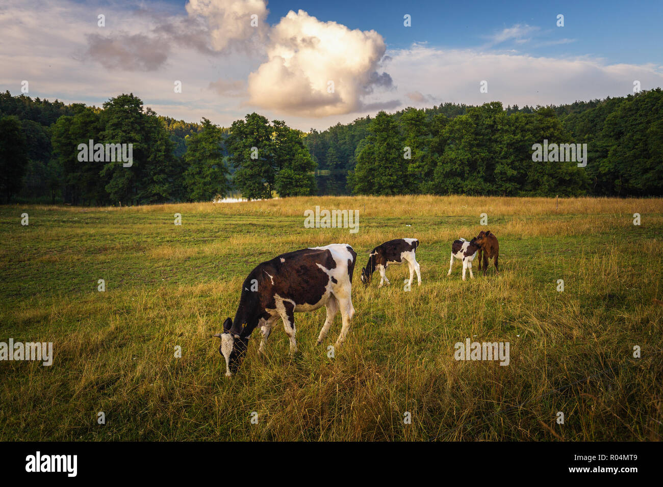 Vacche su campo, polacco paesaggio rurale, in tarda serata la luce dorata. Foto Stock