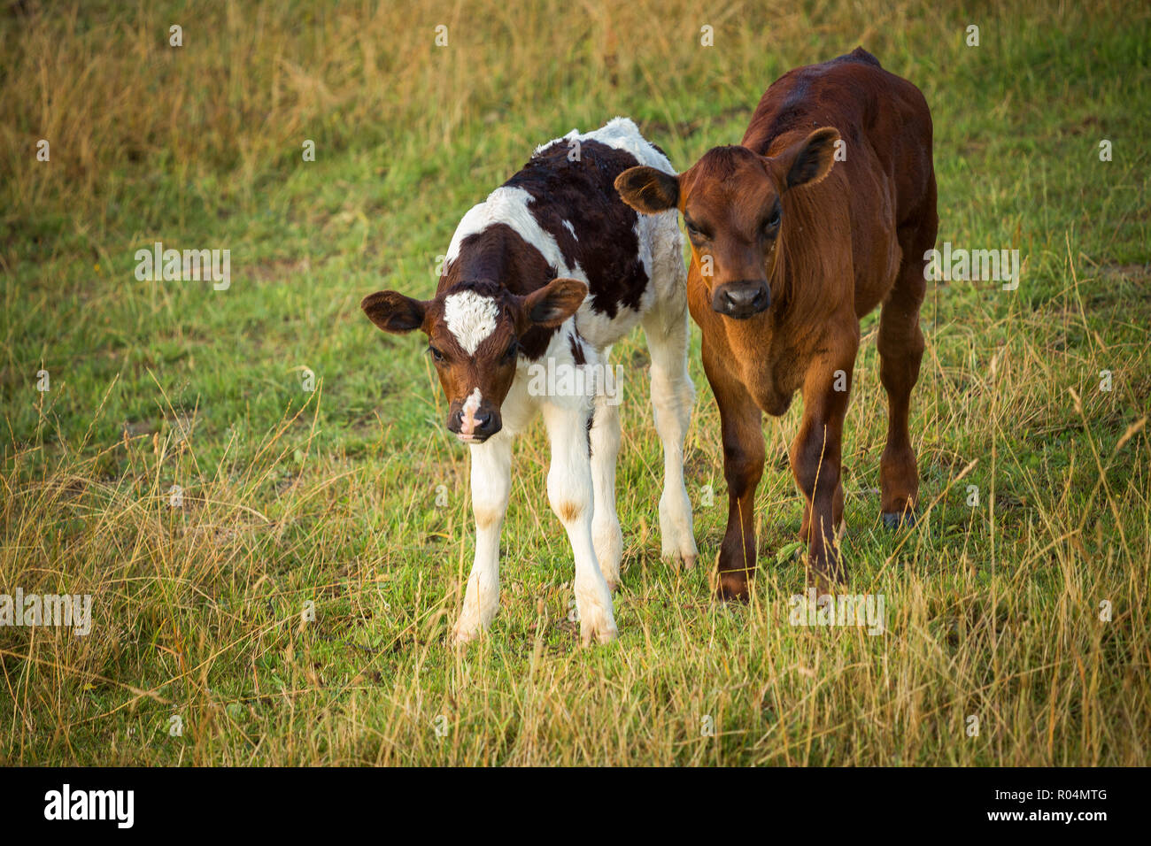 Vacche su campo, polacco paesaggio rurale, in tarda serata la luce dorata. Foto Stock