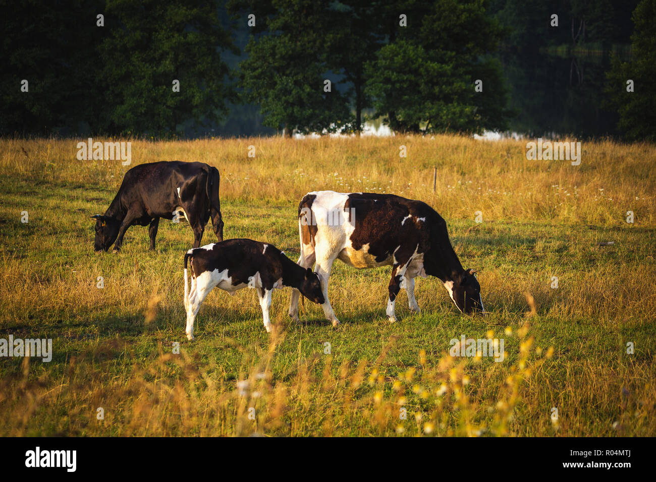 Vacche su campo, polacco paesaggio rurale, in tarda serata la luce dorata. Foto Stock
