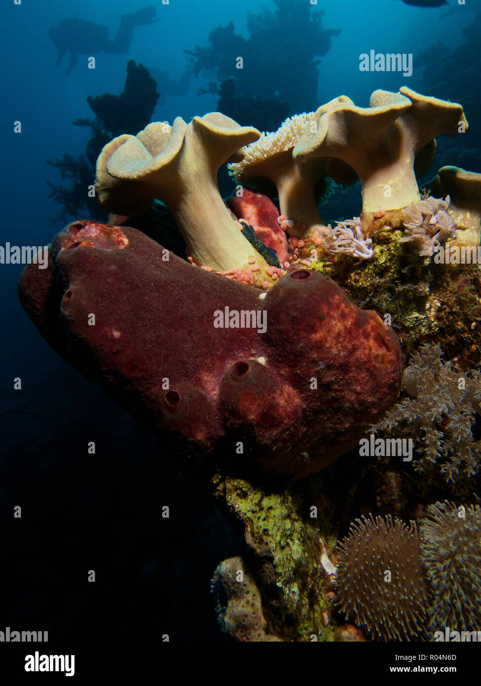 Coralli a fungo con silhouette di subacqueo al punto di squalo, il Parco Nazionale di Ras Mohammed, Egitto Foto Stock