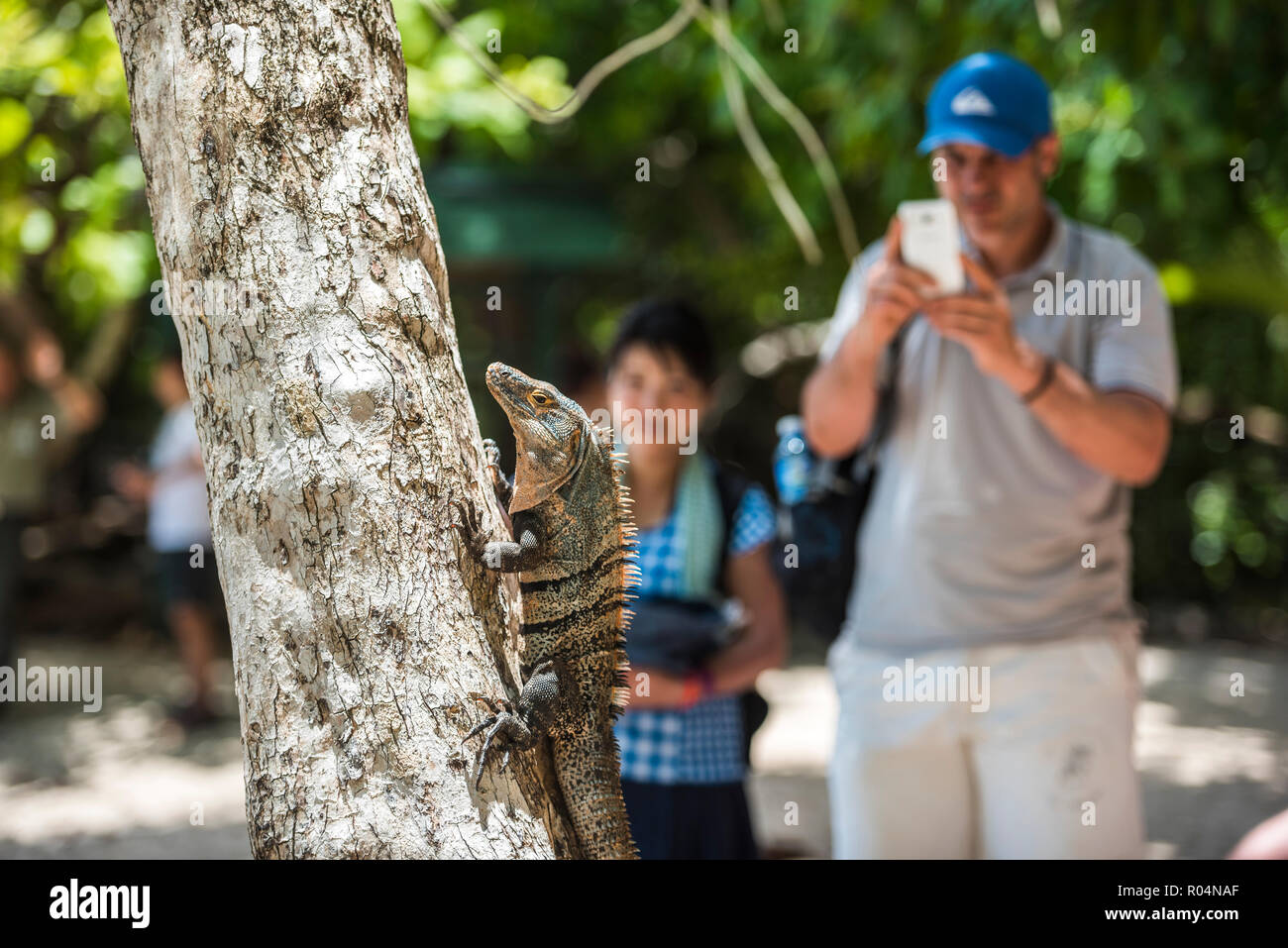 I turisti fotografare un nero codato spinoso Iguana Lizard (Ctenosaura similis), il Parco Nazionale di Manuel Antonio, Costa Rica, America Centrale Foto Stock