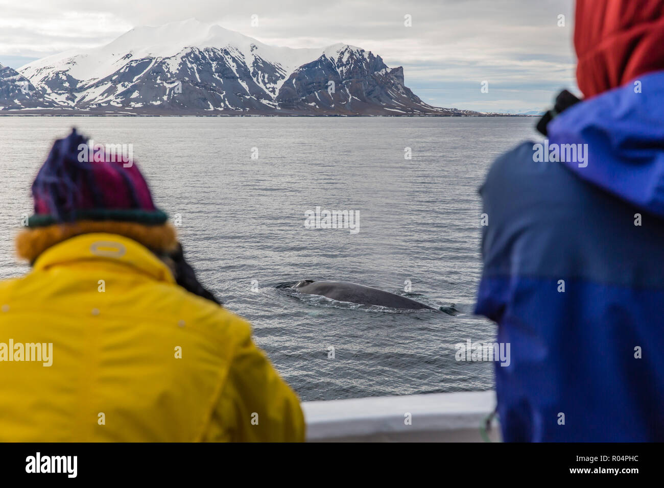 Adulto balena blu (Balaenoptera musculus), sub-alimentazione di superficie al largo della costa occidentale di Spitsbergen, arcipelago delle Svalbard, artiche, Norvegia, Europa Foto Stock