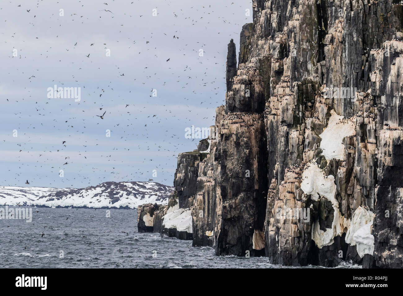 Brunnich's Guillemot (Uria lomvia) nidificazione di scogliere di Capo Fanshawe, Spitsbergen, Svalbard artico, Norvegia, Europa Foto Stock