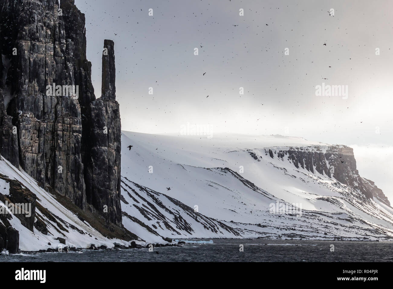 Brunnich's Guillemot (Uria lomvia), nesting scogliere di Capo Fanshawe, Spitsbergen, Svalbard artico, Norvegia, Europa Foto Stock