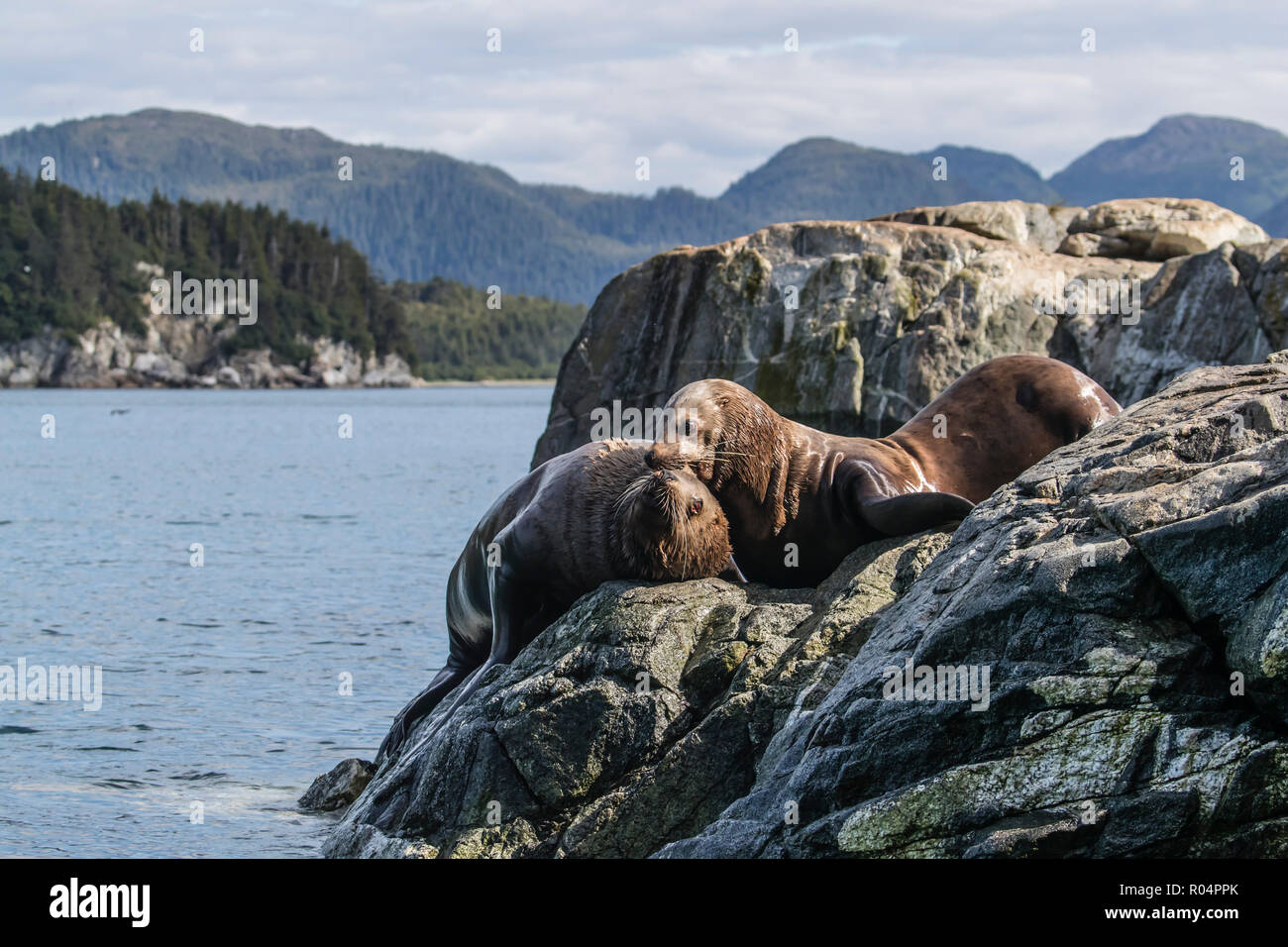 Adulto bull Steller leoni di mare (Eumetopias jubatus), simulazione di combattimento, Inian isole, Alaska, Stati Uniti d'America, America del Nord Foto Stock