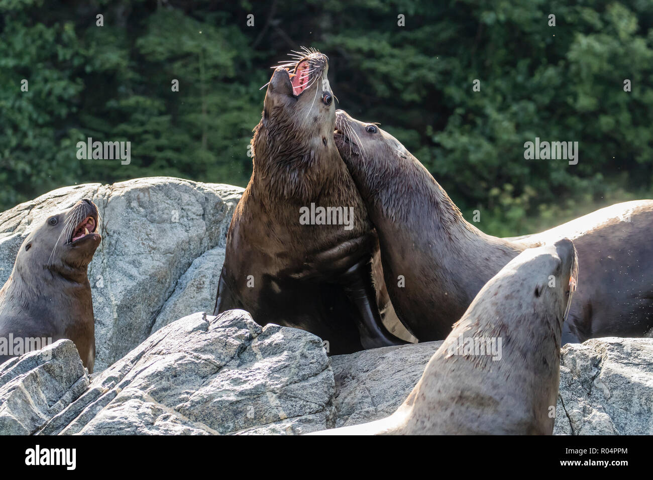 Adulto bull Steller leoni di mare (Eumetopias jubatus), simulazione di combattimento, Inian isole, Alaska, Stati Uniti d'America, America del Nord Foto Stock