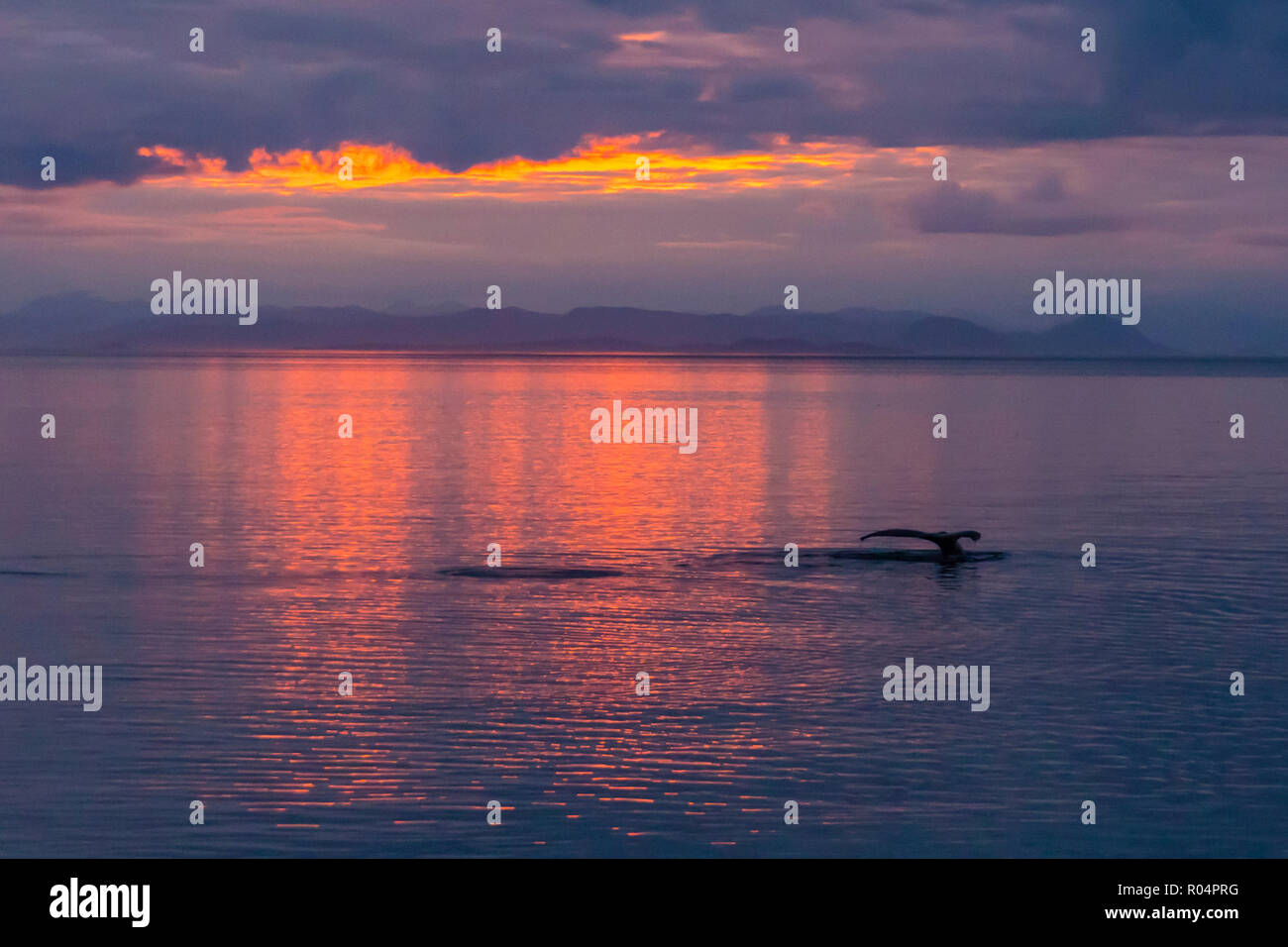Humpback Whale (Megaptera novaeangliae), passera nera-immersione fino al tramonto in Frederick Suono, a sud-est di Alaska, Stati Uniti d'America, America del Nord Foto Stock
