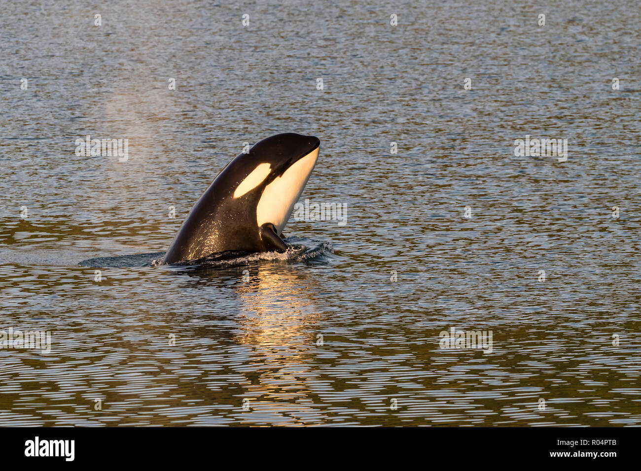 Killer Whale polpaccio (Orcinus orca) spy-hopping al tramonto vicino al punto Adolphus, Icy Strait, a sud-est di Alaska, Stati Uniti d'America, America del Nord Foto Stock