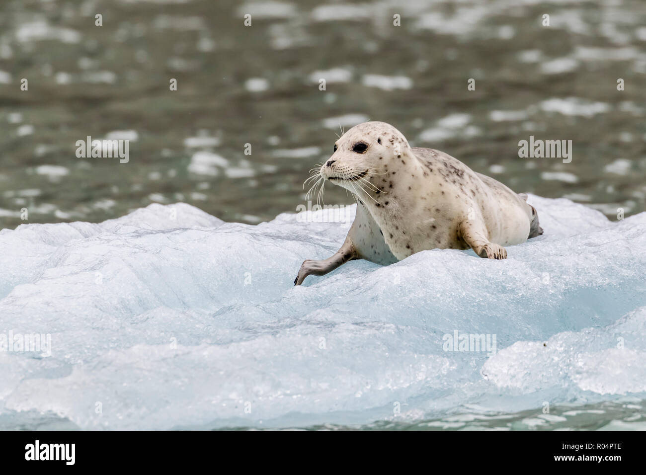 Guarnizione di tenuta del porto (Phoca vitulina) pup su ghiaccio nella parte anteriore del ghiacciaio Dawes, Braccio Endicott, a sud-est di Alaska, Stati Uniti d'America, America del Nord Foto Stock
