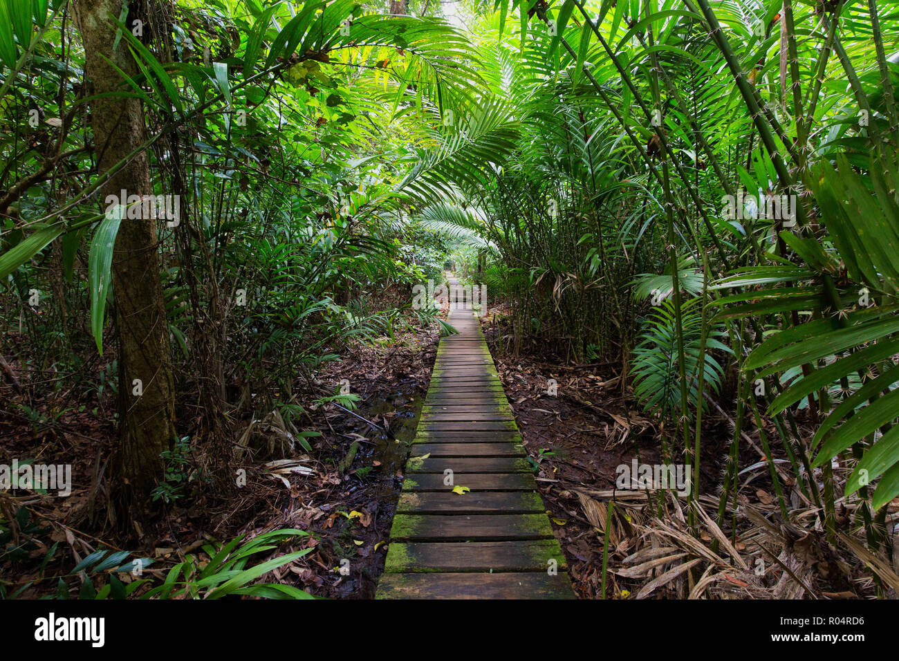 Deep Jungle slutted passerella della scheda all'interno di Palm tree forest in Bako National Park, Malesia, Borneo Foto Stock