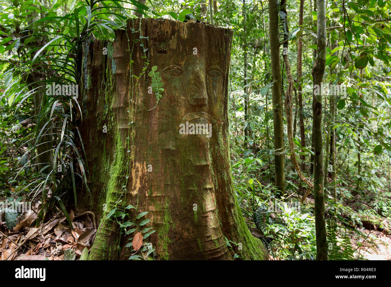 Tribale primitiva carving su un moncone, Kubah national park, Malesia, Borneo Foto Stock