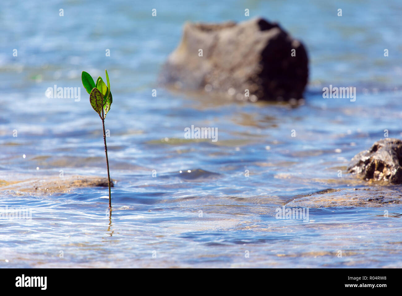 Alberi di mangrovie germoglio emergenti per il mare tropicale Foto Stock