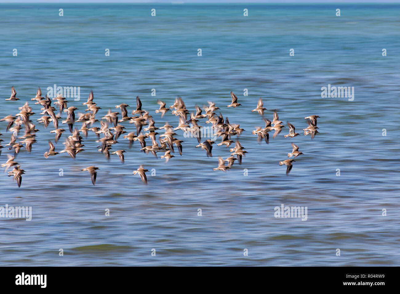 Sandpipers Moto volo sopra il mare blu in Thailandia Foto Stock