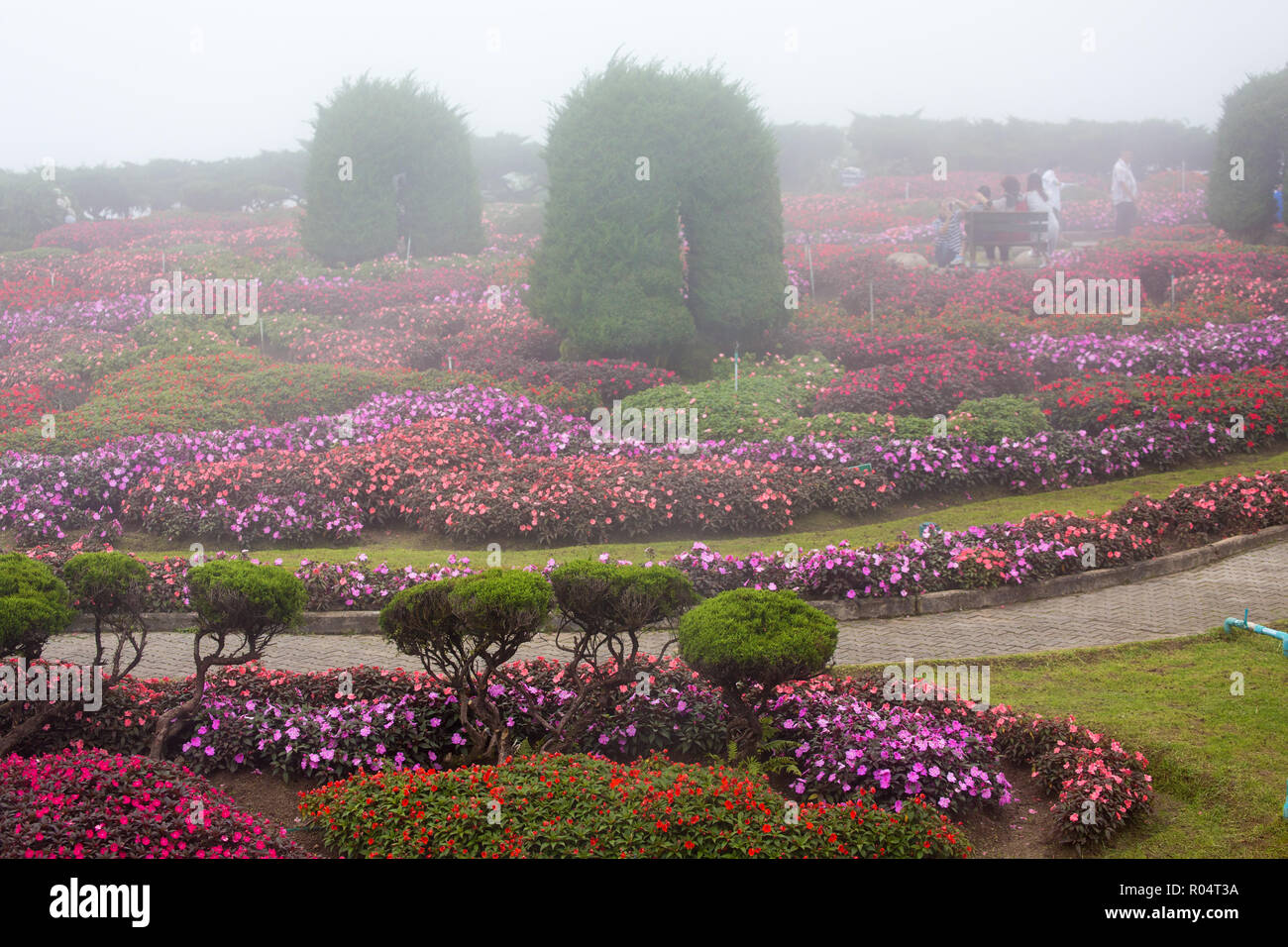 Impatiens bedflowers in un royal giardino ornamentale, Thailandia Foto Stock