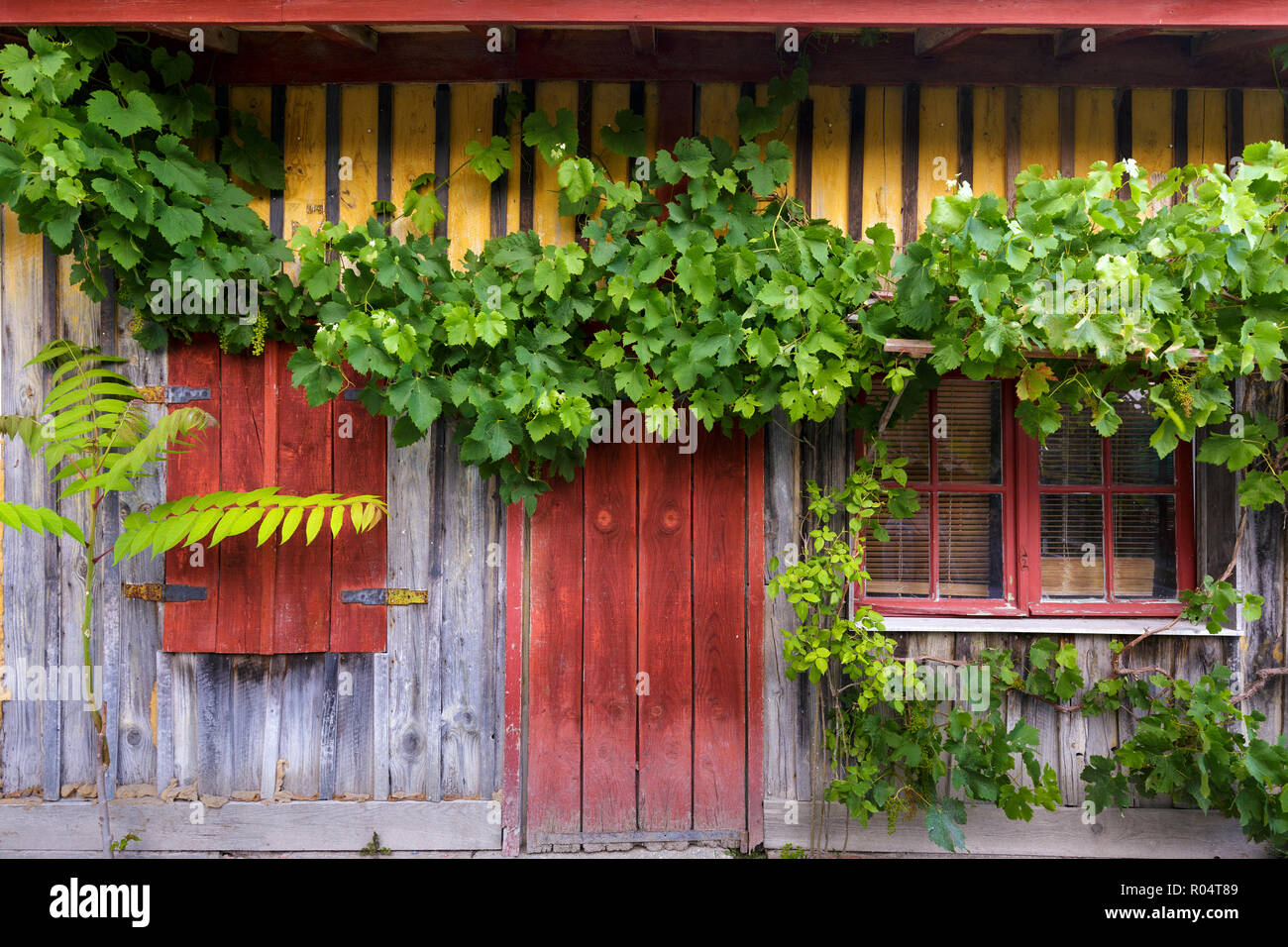 Grapevine arrampicata su antica facciata in legno nel villaggio di Le Canon, Bassin d'Arcachon Francia Foto Stock