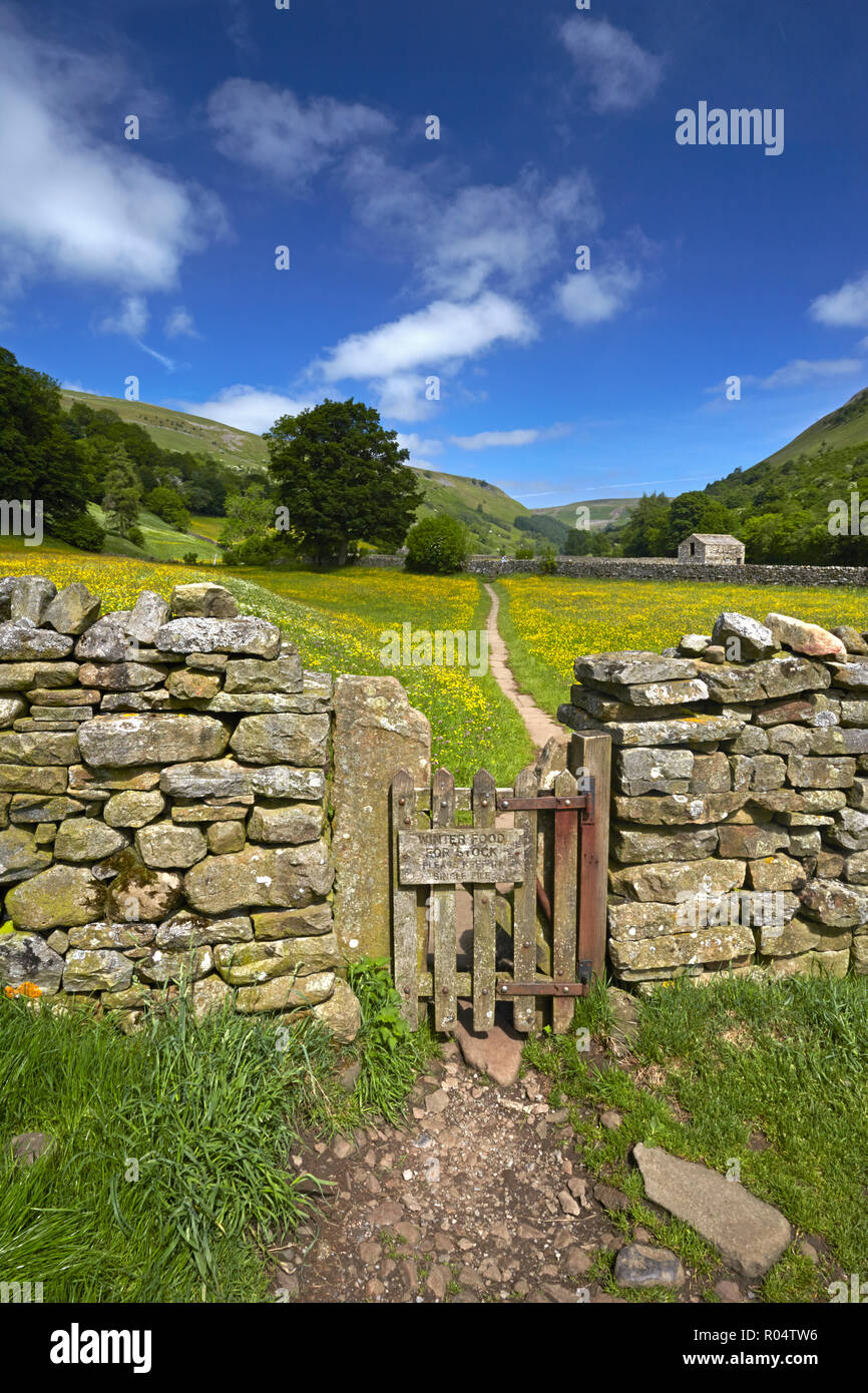 Un percorso che conduce attraverso i prati di ranuncolo a Muker in Swaledale, North Yorkshire, Inghilterra, Regno Unito, Europa Foto Stock