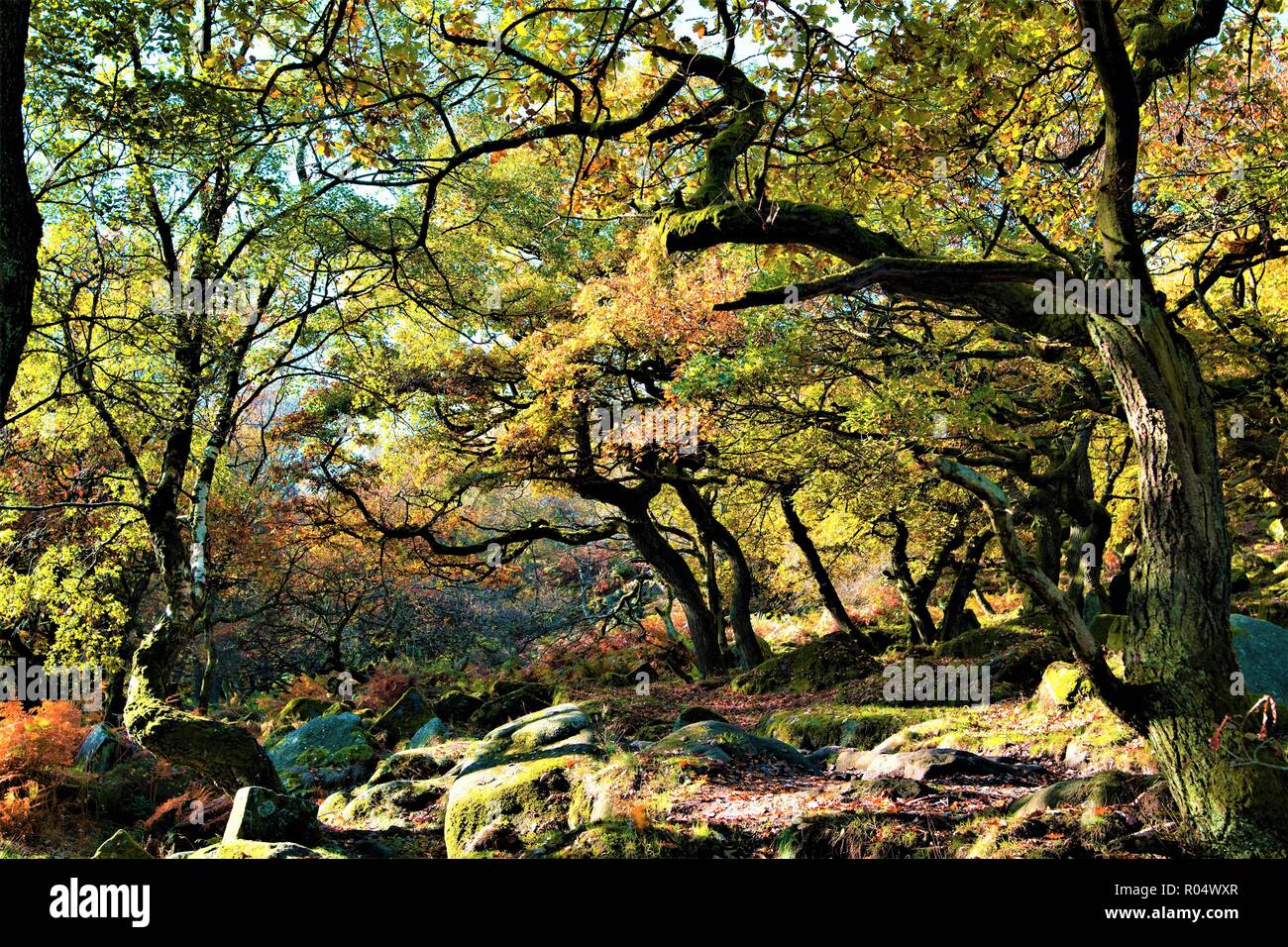 Catturare il malinconico malinconia autunnale di una mattina di Halloween, in Burbage Brook, Padley gola dei boschi, Grindlebrook. Foto Stock