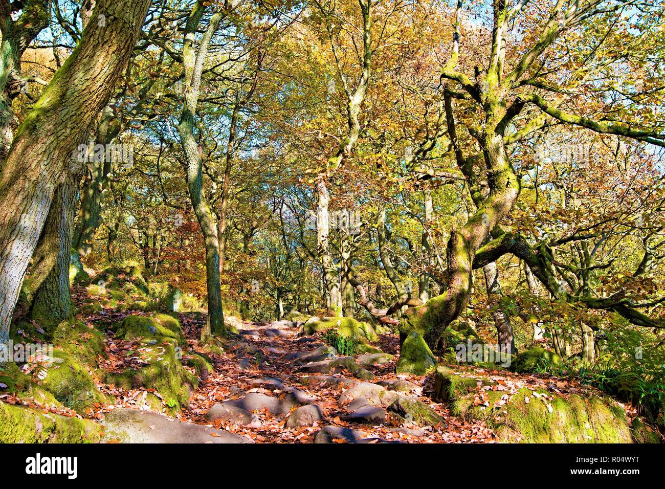 Catturare il malinconico malinconia autunnale di una mattina di Halloween, in Burbage Brook, Padley gola dei boschi, Grindlebrook. Foto Stock