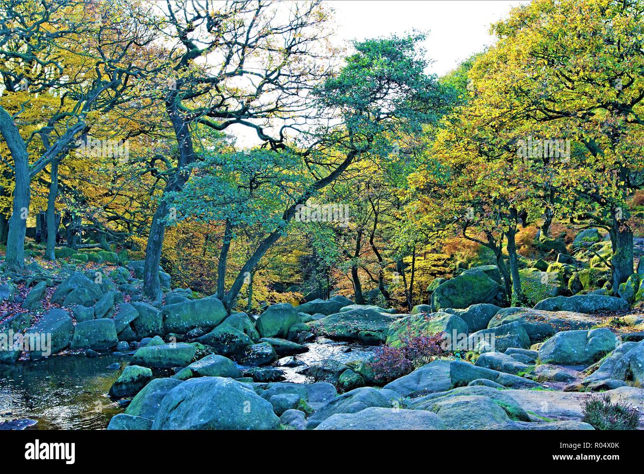 Catturare il malinconico malinconia autunnale di una mattina di Halloween, in Burbage Brook, Padley gola dei boschi, Grindlebrook. Foto Stock