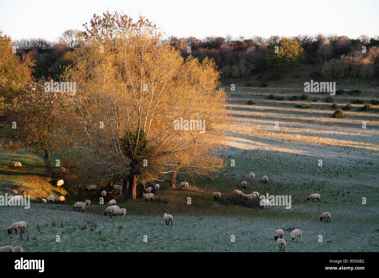 Shenington, Oxfordshire, Regno Unito. Un pupazzo di neve per iniziare la giornata con le pecore al pascolo nei prati e alberi di sunrise Foto Stock