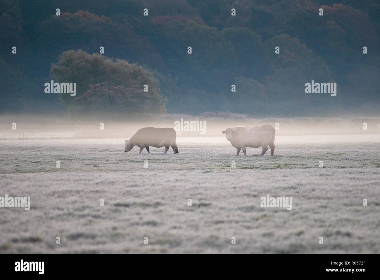 Mucche in piedi in un campo ghiacciato e nebbioso in una mattina autunnale Foto Stock