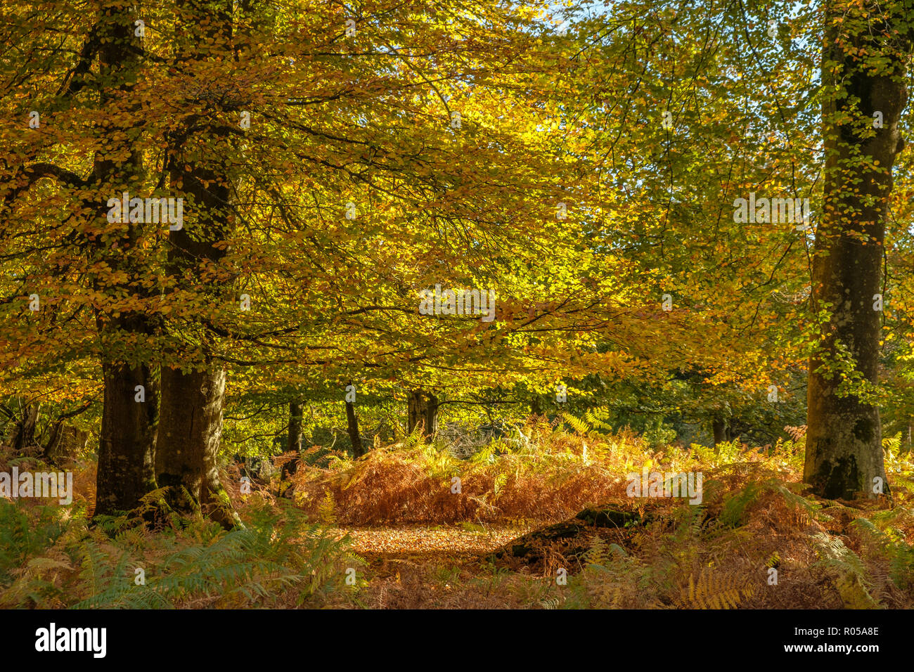 New Forest National Park, Hampshire, Regno Unito. Il 2 novembre 2018. Regno Unito: Meteo i colori autunnali prima le foglie cadono rendere fotogenico immagini nel novembre sunshine. © dbphots/Alamy Live News Foto Stock