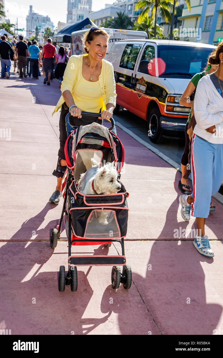 Miami Beach Florida, Ocean Drive, Art Deco Weekend, architettura festival donna donne donne, cane, bestie, animale domestico, passeggino, spingendo, coccolato, FL090119285 Foto Stock