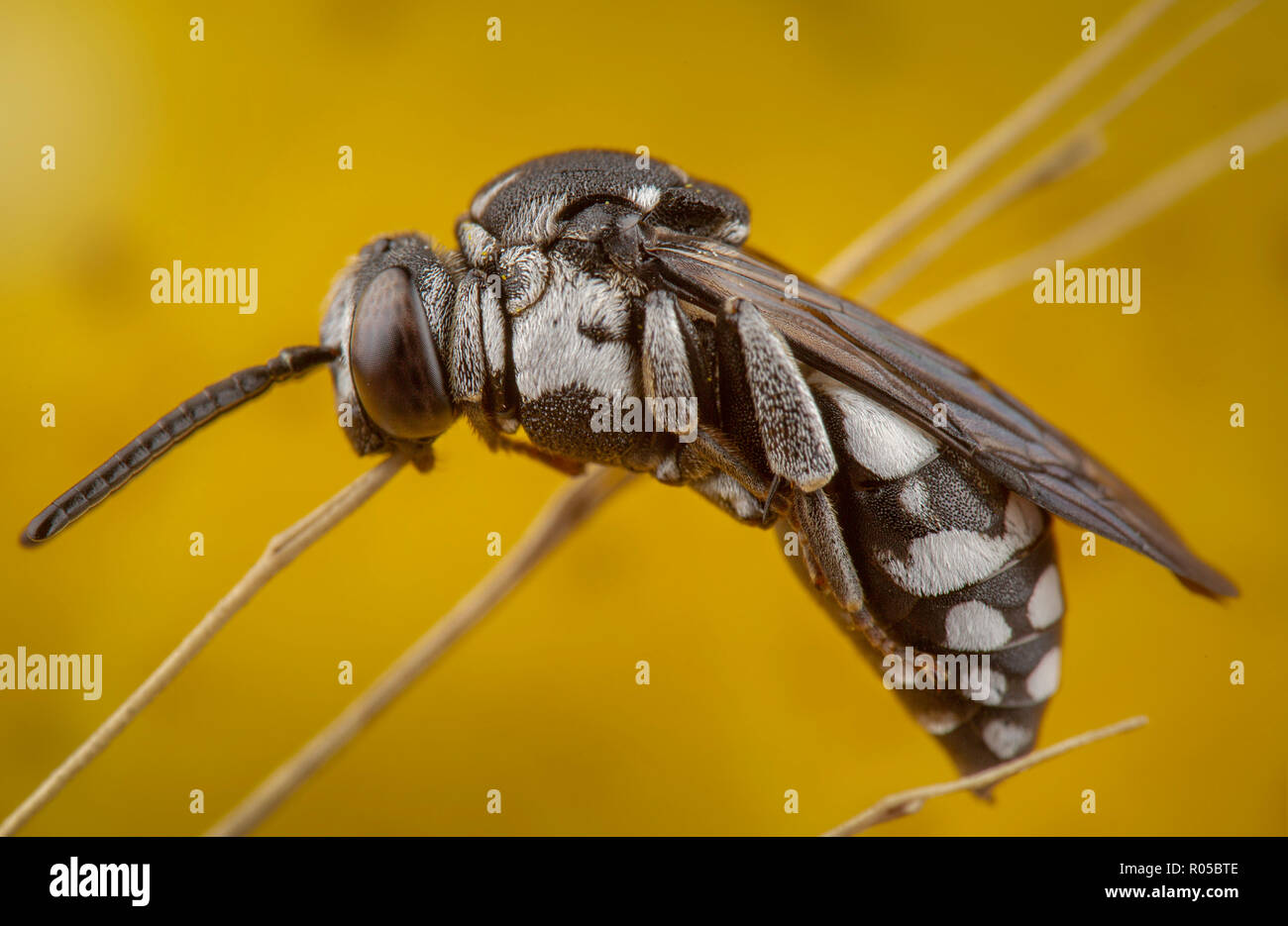 Wasp ritratto Foto Stock
