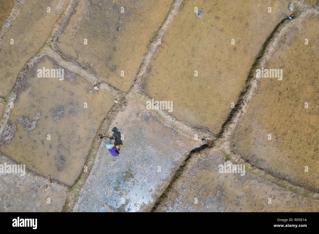 Campo di risone nelle zone rurali a Sabah Borneo Malese Foto Stock