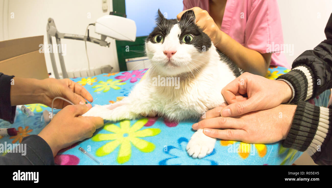 Veterinario con siringa in paziente cat paw disegno del campione di sangue per il test del sangue o la trasfusione in clinica veterinaria. Ansioso paziente animale nella paura per il veterinario. Il concetto di stress. Foto Stock