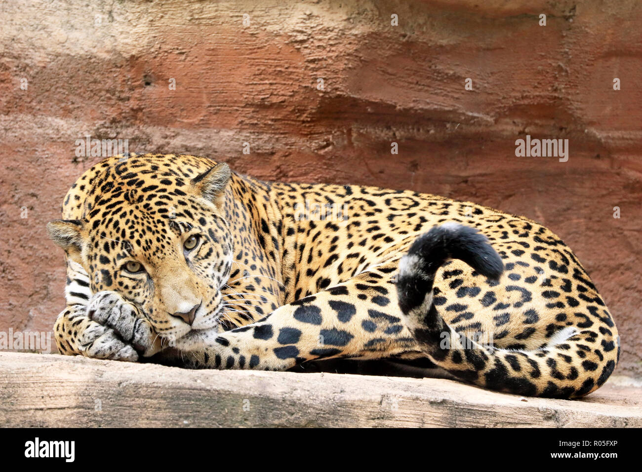 Jaguar, Panthera onca Foto Stock