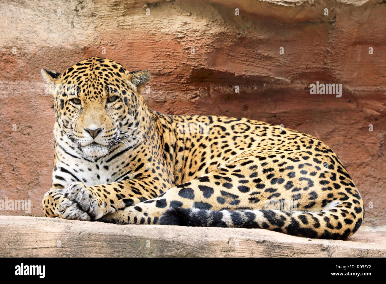 Jaguar, Panthera onca Foto Stock