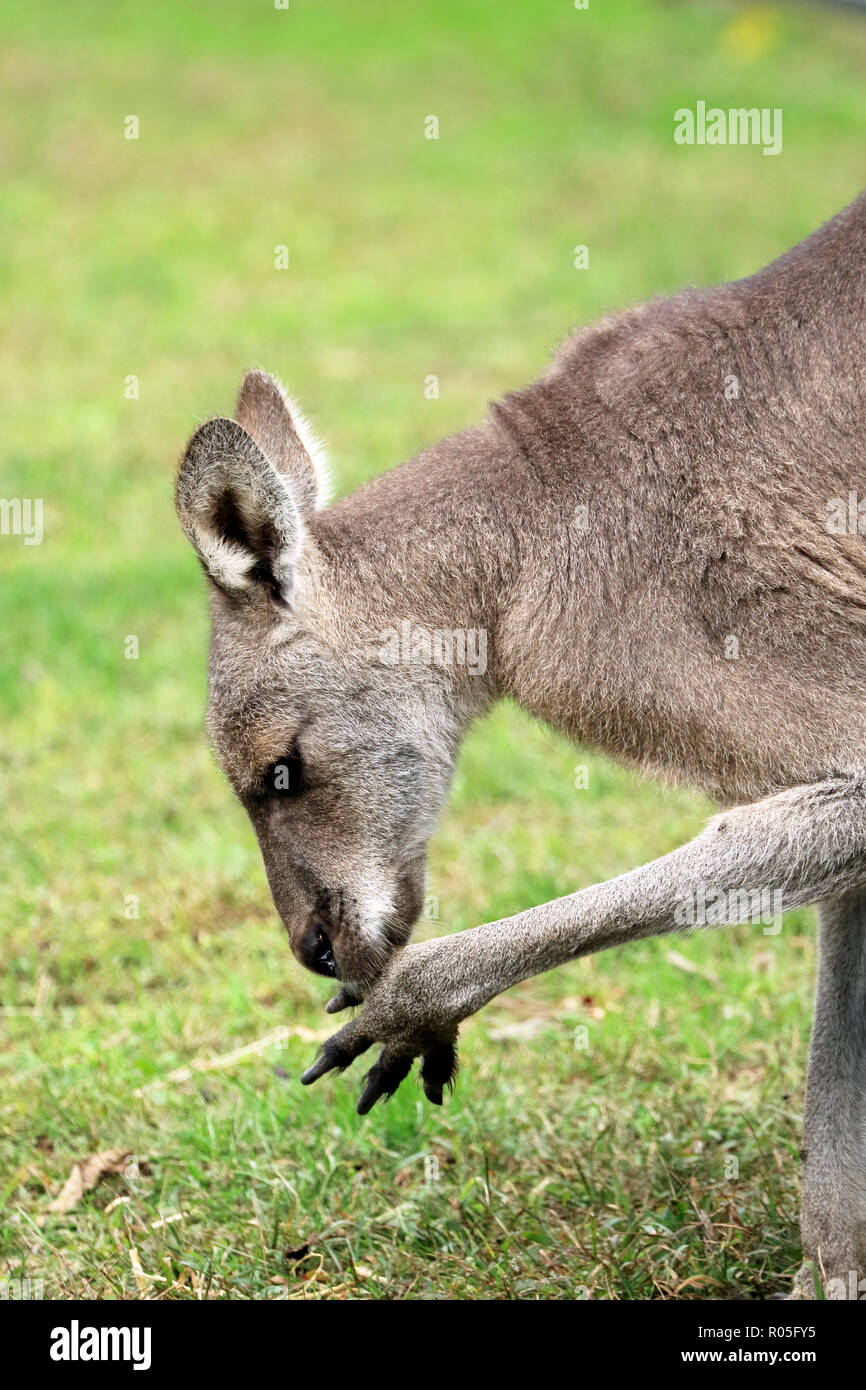 Grande grigio Canguro, Macropus giganteus Foto Stock