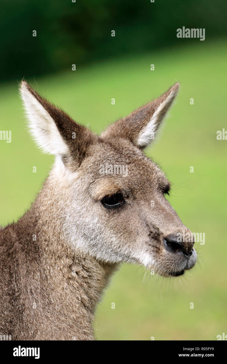 Grande grigio Canguro, Macropus giganteus Foto Stock