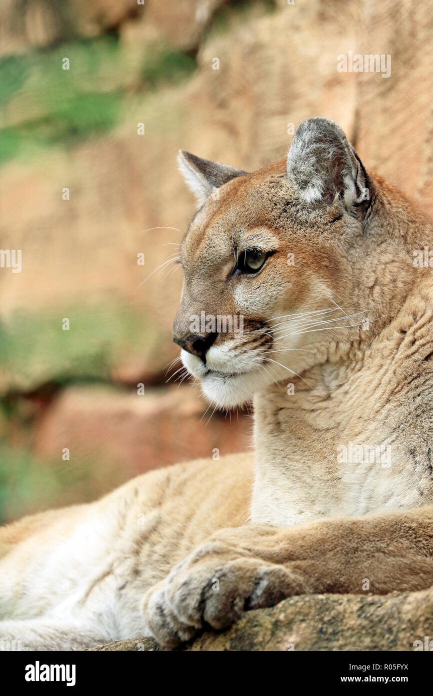 Mountain Lion, Puma concolor Foto Stock