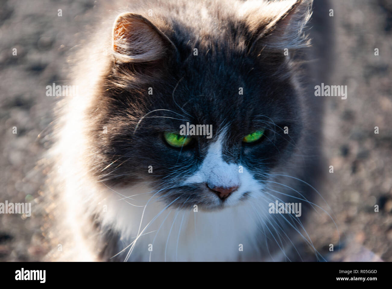 Un soffice bianco grigio cat Foto Stock