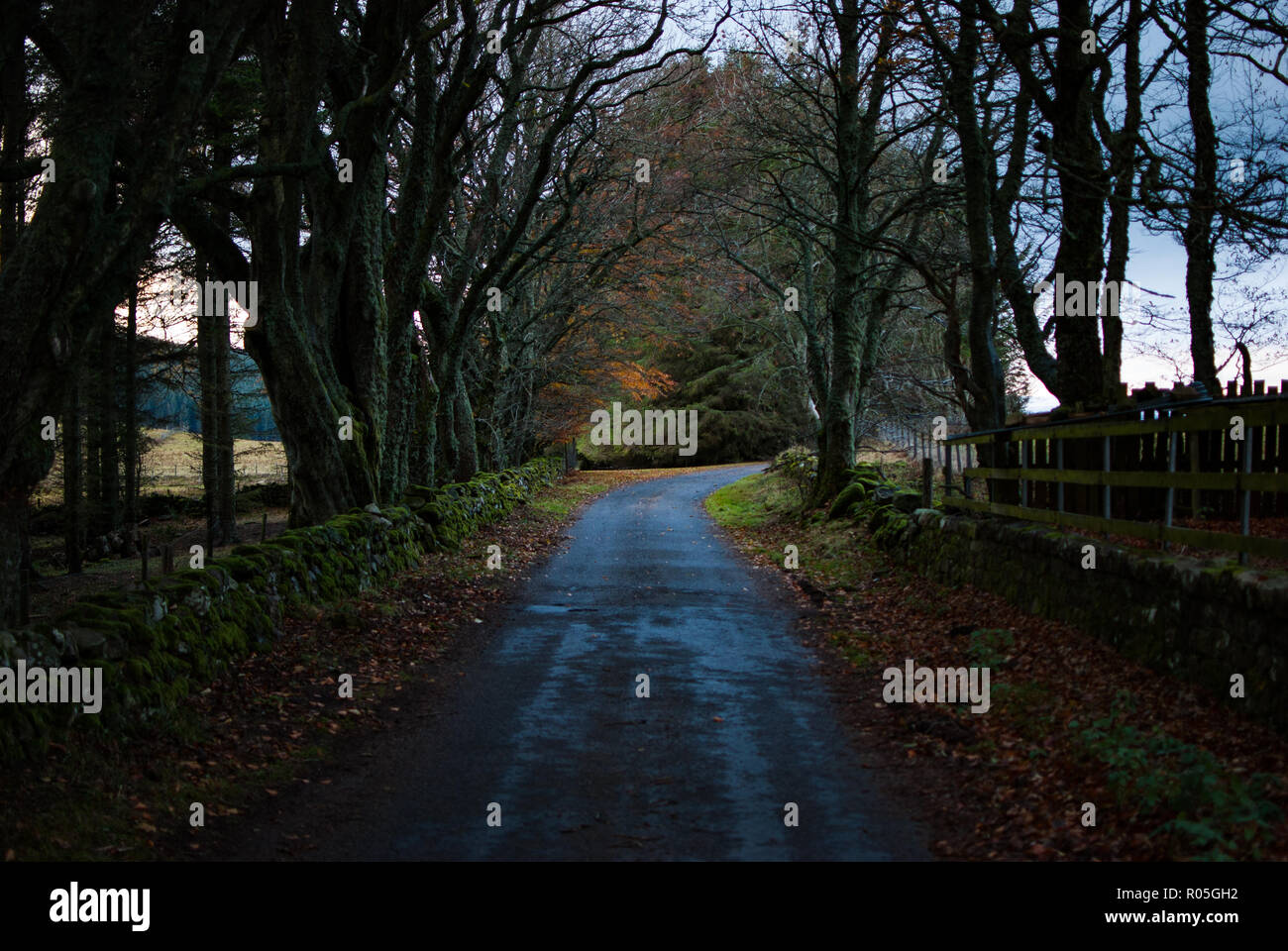 Vicolo colorati con alberi e la strada in inverno Foto Stock