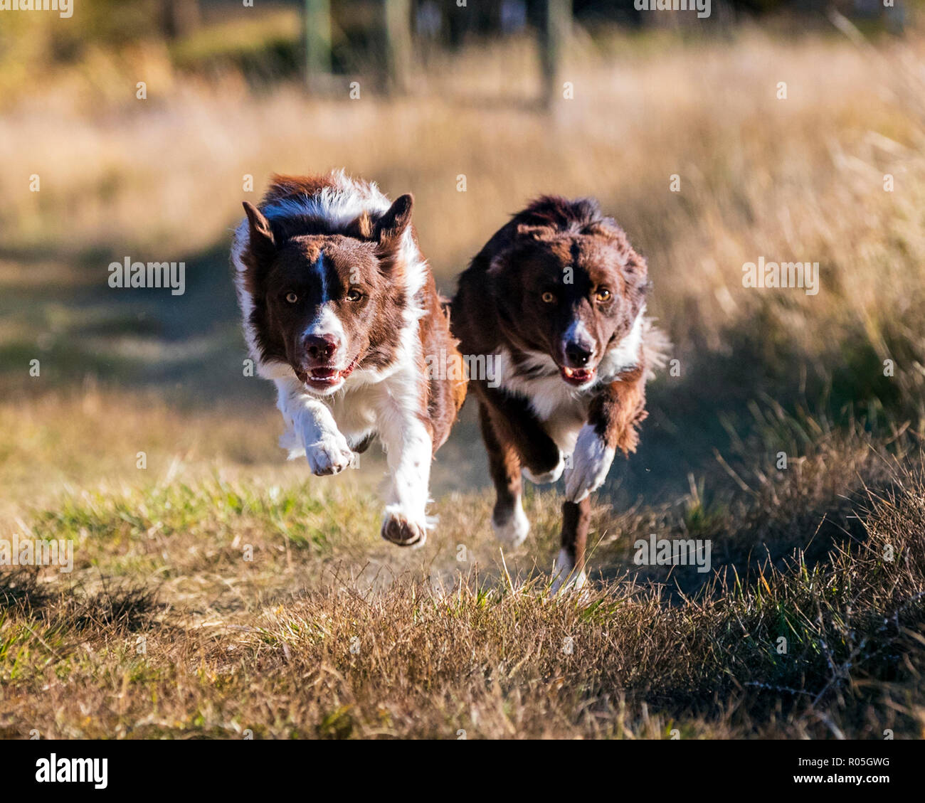 Due Border Collie cani in esecuzione al di fuori in un parco vicino Salida; Colorado; USA Foto Stock