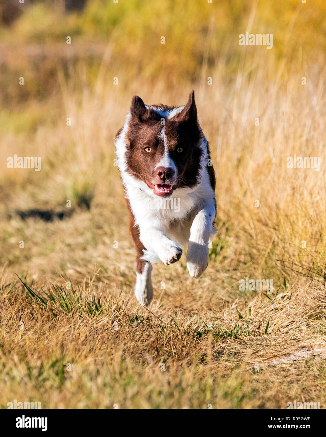 Border Collie cane che corre al di fuori in un parco vicino Salida; Colorado; USA Foto Stock