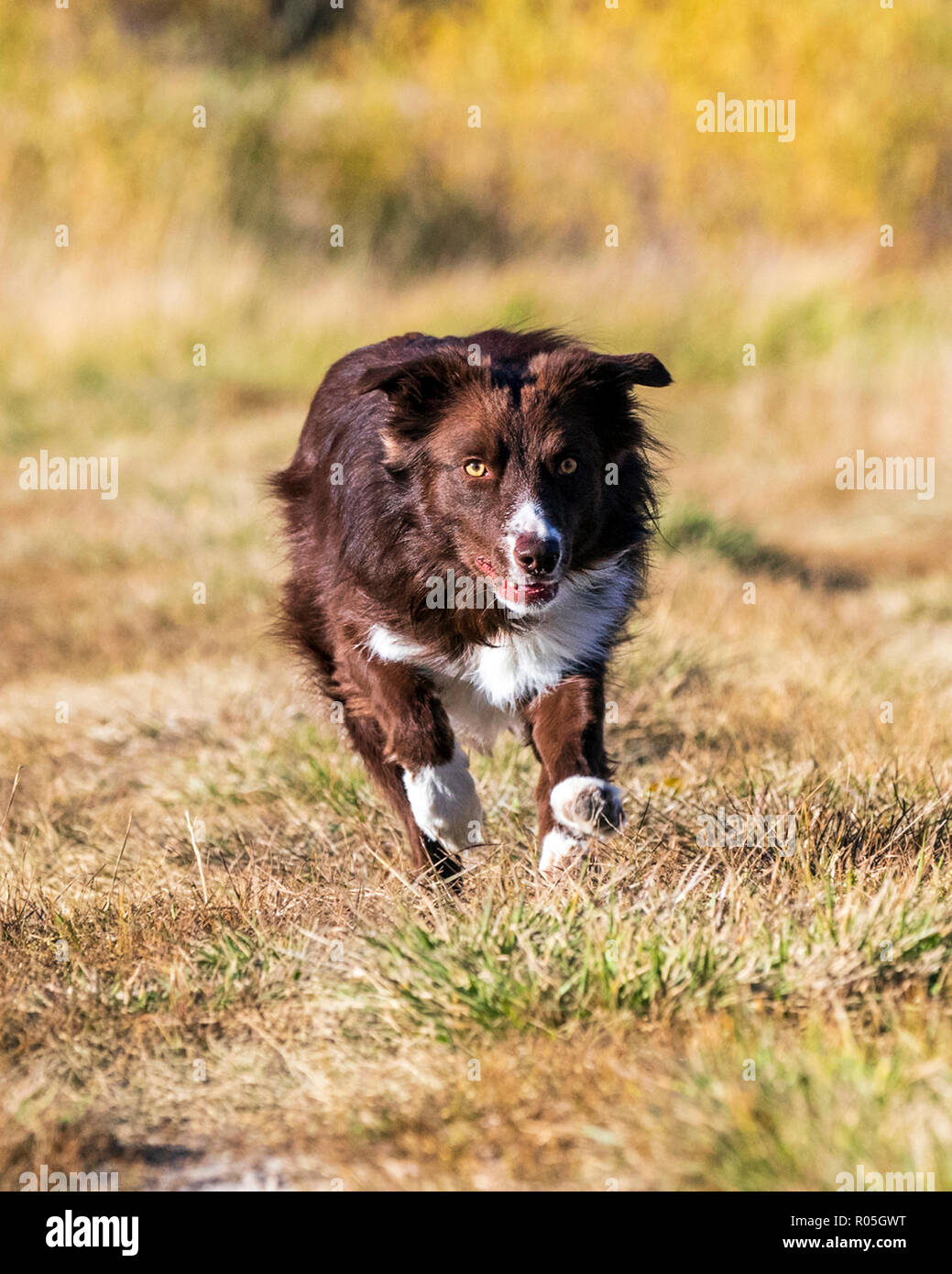 Border Collie cane che corre al di fuori in un parco vicino Salida; Colorado; USA Foto Stock