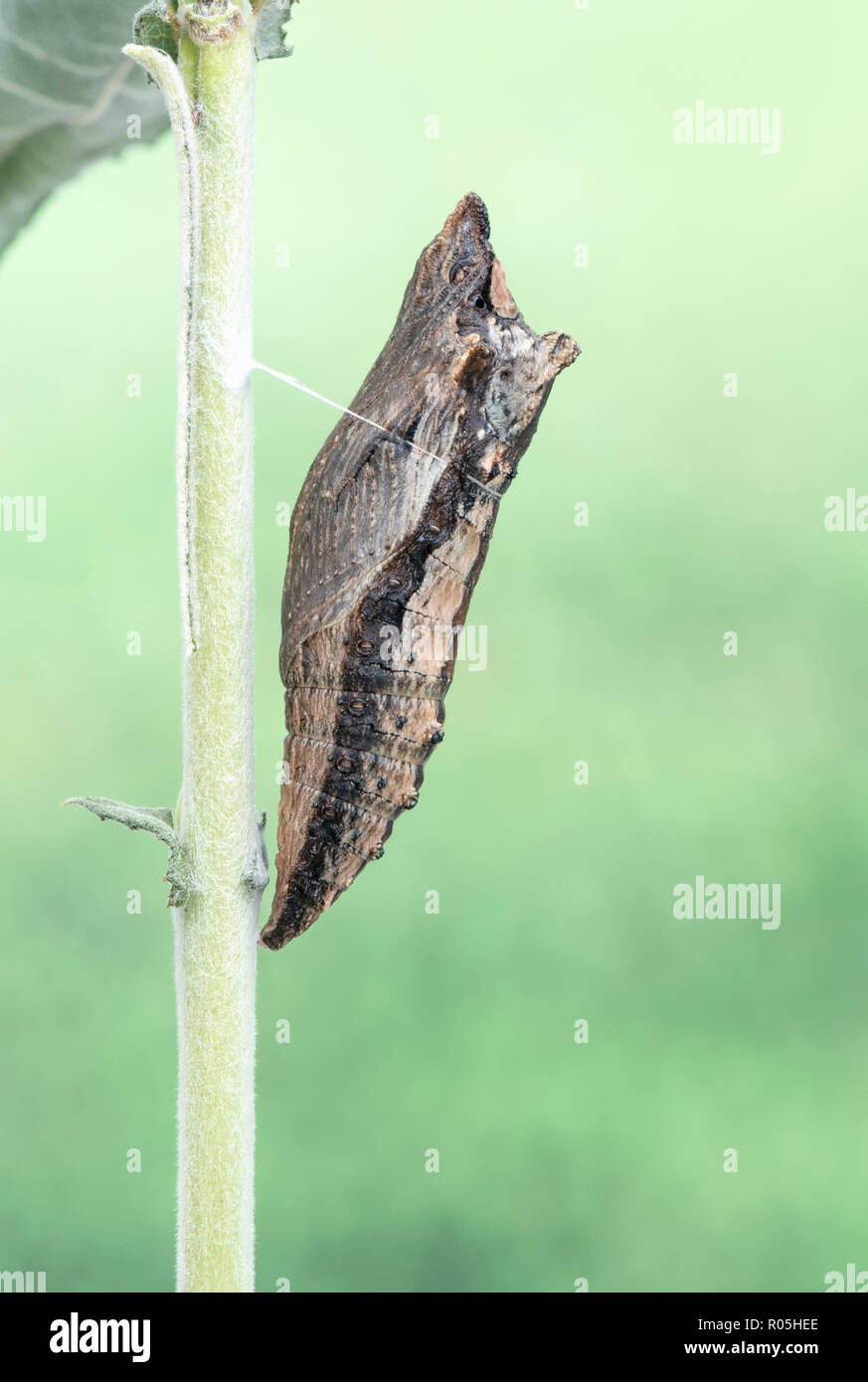 Tiger coda forcuta (Papilio) farfalla crisalide - Macro vista laterale su un morbido sfondo verde Foto Stock
