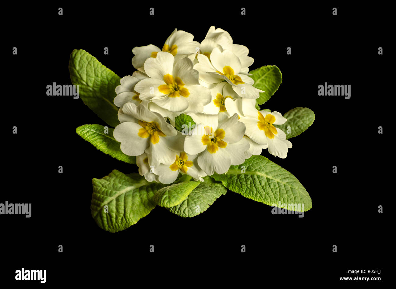 Bouquet decorativo di violette in fiore bianco con un giallo centrale,su sfondo nero Foto Stock