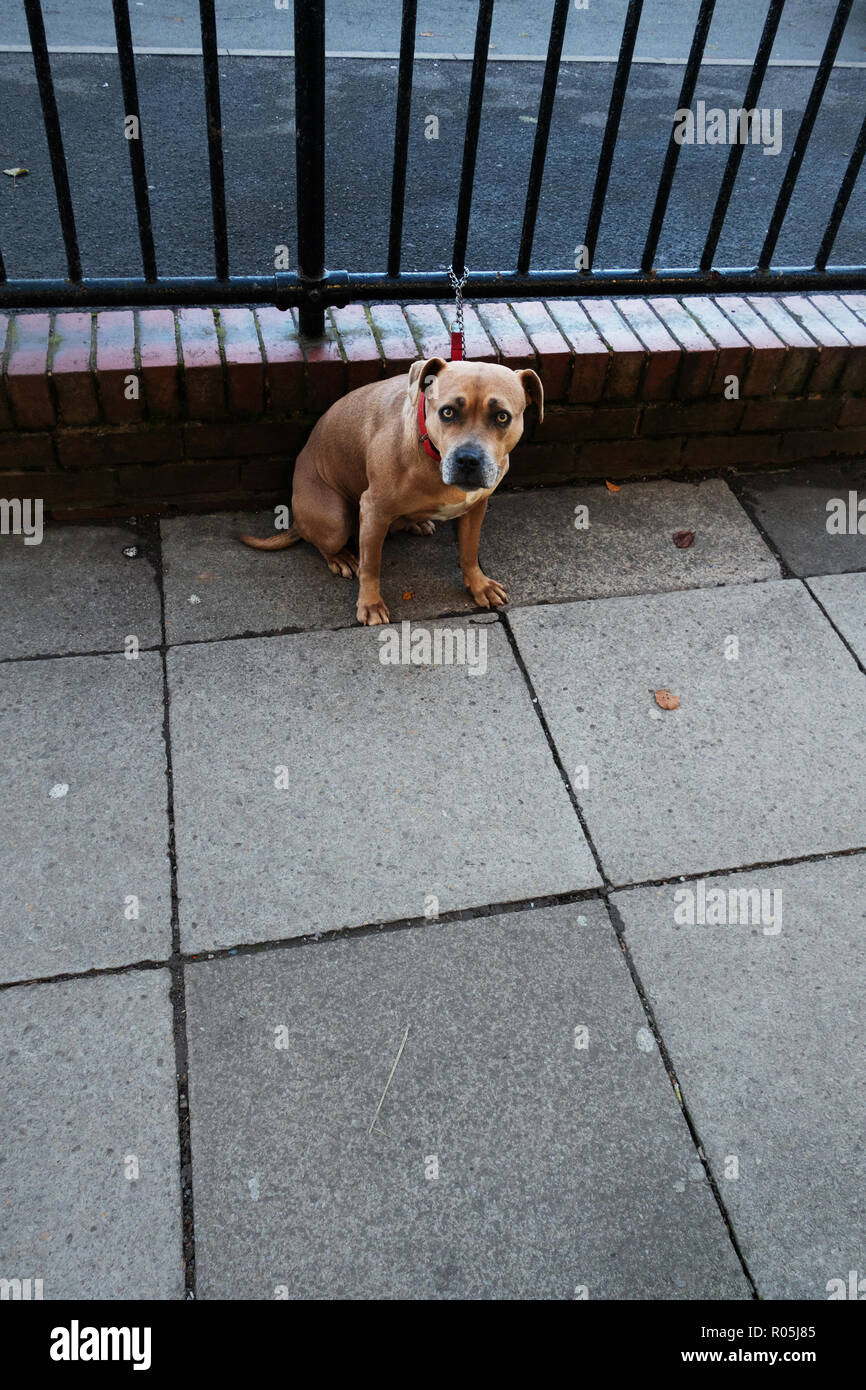 Salvataggio cani incatenati a un recinto in attesa al freddo Foto Stock