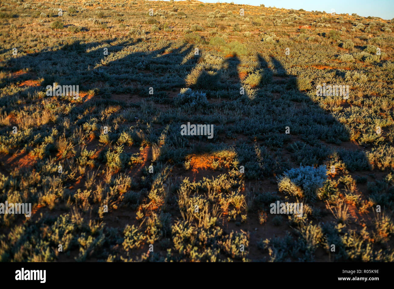 Camel sillouettes su un sunrise ride da Silverton, NSW Australia Foto Stock