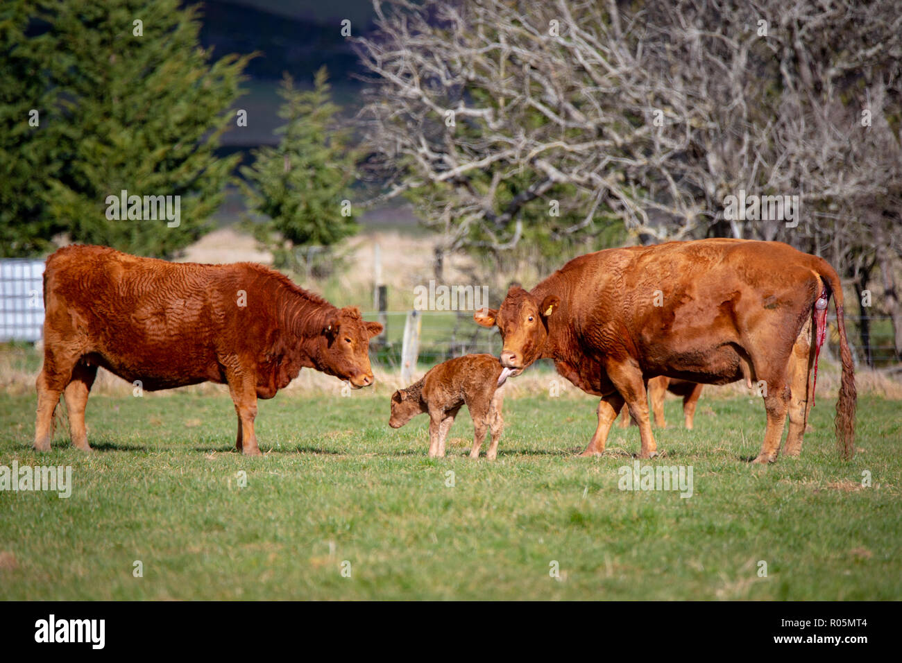 Un Rosso Devon vacca partorisce un vitello in un campo mentre un altro mucca guarda su Foto Stock