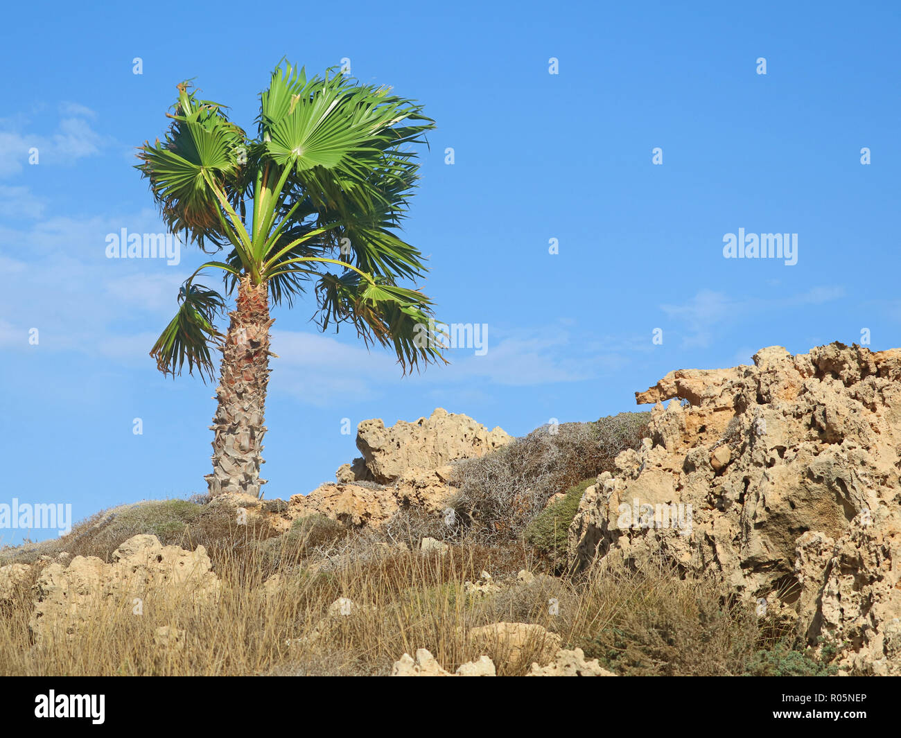Solo Palm tree sul beige sassoso secco con metropolitana blu cielo nuvoloso Foto Stock
