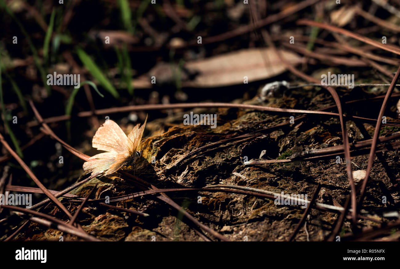 Farfalla con ali rotto sul suolo della foresta piena di figliata di foglia Foto Stock