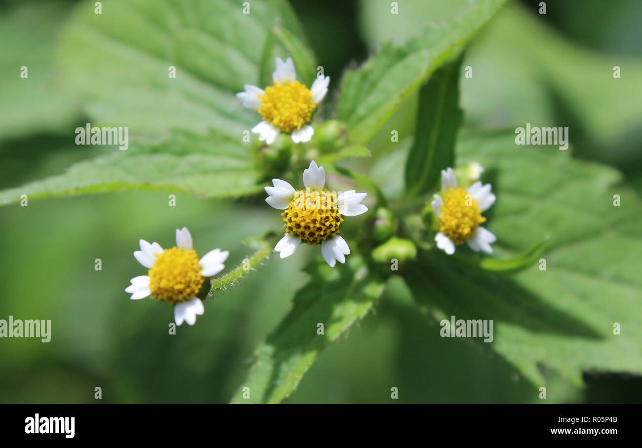 I minuscoli fiori bianchi di Galinsoga parviflora, noto anche come soldati galante. Nativo di America del Sud è oggi un giardino comune infestante in Europa . Foto Stock